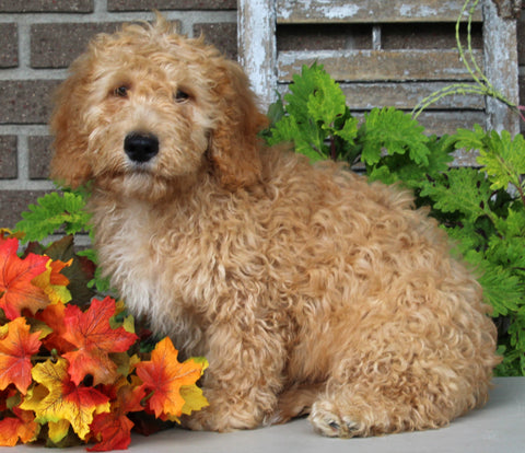 F1BB Mini Labradoodle For Sale Millersburg OH Male-Elmo