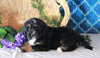 Bernedoodle For Sale Sugarcreek, OH Male- Nemo