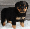 AKC Registered Rottweiler For Sale Applecreek OH -Male Buster
