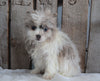 Pomeranian For Sale Wooster, OH Female- Stacy