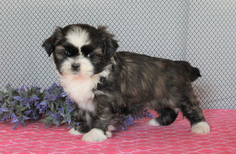 Shih Tzu For Sale Millersburg, OH Female- Lollipop *House Trained*