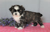 Shih Tzu For Sale Millersburg, OH Female- Lollipop *House Trained*
