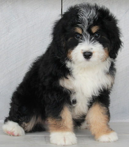 Mini Bernedoodle For Sale Millersburg OH Male-Scott
