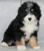 Mini Bernedoodle For Sale Millersburg OH Male-Scott
