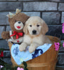 AKC Registered Golden Retriever For Sale Brinkhaven OH Male-Koda