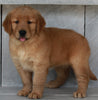 AKC Registered Golden Retriever For Sale Millersburg OH -Female Molly
