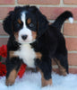 AKC Registered Bernese Mountain Dog For Sale Sugarcreek OH Male-Cooper