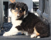 AKC Registered Collie Lassie For Sale Fredericksburg OH Female-Carmen