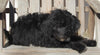 Aussiedoodle For Sale Millersburg OH Female-Sophia MAKE AN OFFER