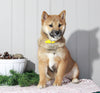 AKC Registered Shiba Inu For Sale Dundee, OH Female- Molly