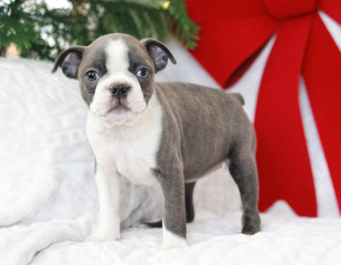 AKC Registered Boston Terrier For Sale Warsaw, OH Female- Echo