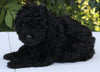 AKC Registered Mini Poodle For Sale Millersburg OH Male-Teddy