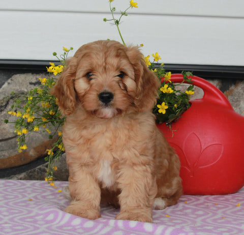 Cavapoo For Sale Sugarcreek OH Male-Sammie