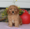 Cavapoo For Sale Sugarcreek OH Male-Sammie