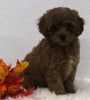 Cavapoo For Sale Holmesville OH Female-Cinnamon