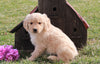 AKC Registered Golden Retriever For Sale Fredericksburg, OH Male- Lonnie