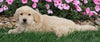 AKC Registered Golden Retriever For Sale Millerburg OH Male-Spencer