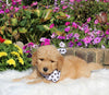Goldendoodle For Sale Sugarcreek OH Male-Adam