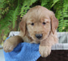 AKC Registered Golden Retriever For Sale Shreve OH Female-Sandy