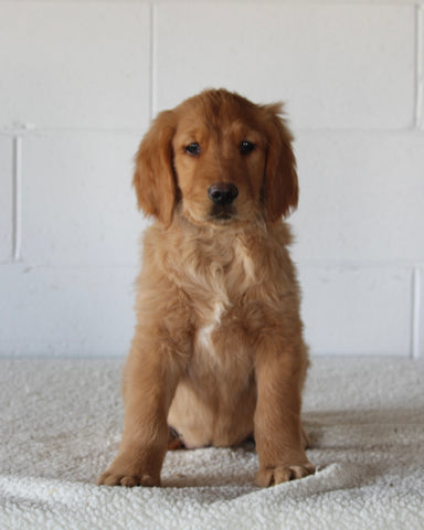AKC Registered Golden Retriever For Sale Millersburg OH Male-Fritz