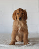 AKC Registered Golden Retriever For Sale Millersburg OH Male-Fritz