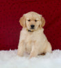 AKC Registered Golden Retriever For Sale Fredericksburg OH Female-Brittany
