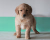 AKC Registered Golden Retriever For Sale Dundee, OH Male- Milo