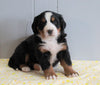 AKC Registered Bernese Mountain Dog For Sale Millersburg, OH Female- Carmen