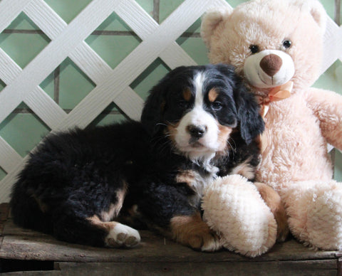 AKC Registered Bernese Mountain Dog For Sale Millersburg, OH Male- Charlie