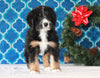 Bernedoodle (Standard) For Sale Sugarcreek, OH Female- Roxy