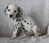 AKC Registered Dalmatian For Sale Wooster OH Female-Ava