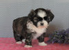 Shih Tzu For Sale Millersburg, OH Female- Lollipop *House Trained*