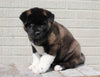 AKC Registered Akita For Sale Millersburg, OH Male- Malikia