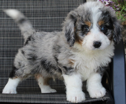 Mini Bernedoodle For Sale Mt Hope OH Male-Cody