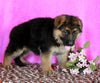 AKC Registered German Shepherd For Sale Millersburg OH Female-Rachelle