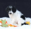 Medium F1B Labradoodle For Sale Millersburg OH Male-Hosea