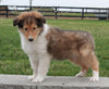 Collie (Lassie) For Sale Fredricksburg OH, Buster