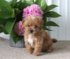 Shih-Poo For Sale Dundee OH Male-Brody