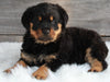 AKC Registered Rottweiler For Sale Applecreek OH -Male Buster