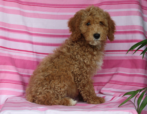 F1BB Mini Labradoodle For Sale Millersburg OH Female- Eliza