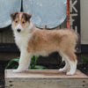 AKC Registered Collie Lassie For Sale Fredricksburg OH Female-Hallie