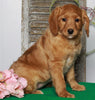 F1B Medium Labradoodle For Sale Millersburg, OH Female- Charlotte