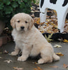 AKC Registered Golden Retriever For Sale Fredericksburg OH Male-Lewie