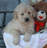 AKC Registered Golden Retriever For Sale Brinkhaven OH Female-Diana