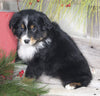 Australian Shepherd For Sale Shreve OH Male-Snickers