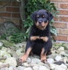 AKC Registered Rottweiler For Sale Shreve OH Male-Diesel