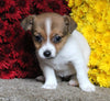 Jack Russel Terrier For Sale Fredericksburg OH Female-Suzie