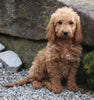 Goldendoodle For Sale Millersburg OH Male-Nacho