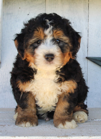 Mini Bernedoodle For Sale Millersburg OH Male-Baxter