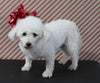 AKC Registered Bichon For Sale Applecreek OH Female-Fluffy PET ONLY